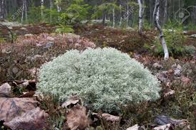 Attēlu rezultāti vaicājumam “Cladonia rangiferina”