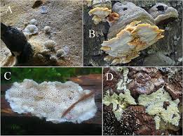 Attēlu rezultāti vaicājumam “Junghuhnia pseudozilingiana”