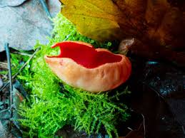 Attēlu rezultāti vaicājumam “Sarcoscypha austriaca var. lutea”