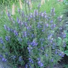 Image result for Dracocephalum moldavicum