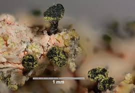 Attēlu rezultāti vaicājumam “Calicium adspersum”