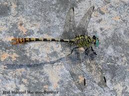 Attēlu rezultāti vaicājumam “Onychogomphus forcipatus”