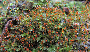 Attēlu rezultāti vaicājumam “Fissidens bryoides”