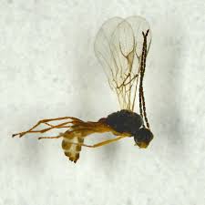 Attēlu rezultāti vaicājumam “Uroleucon hypochoeridis”