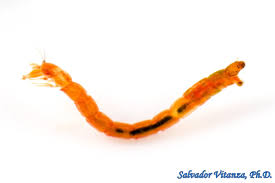 Attēlu rezultāti vaicājumam “Chironomidae larvae”