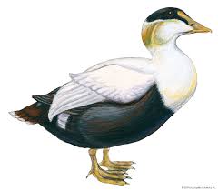 Attēlu rezultāti vaicājumam “Somateria mollissima”