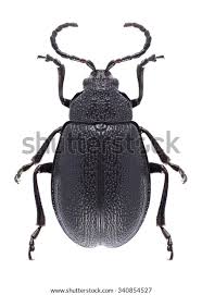 Attēlu rezultāti vaicājumam “Galeruca tanaceti”