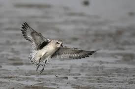 Attēlu rezultāti vaicājumam “Pluvialis squatarola adult”