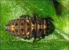 Attēlu rezultāti vaicājumam “Adalia bipunctata larva”