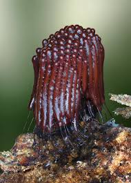 Attēlu rezultāti vaicājumam “Stemonitis fusca plasmodium”