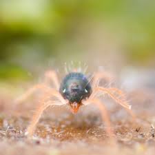 Attēlu rezultāti vaicājumam “Orchesella sp.”