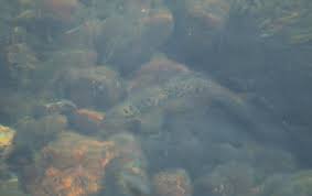 Image result for Salmo ciscaucasicus