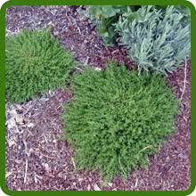 Attēlu rezultāti vaicājumam “Herniaria glabra flower”
