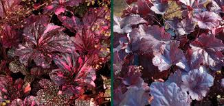 Image result for Heuchera `Midnight Rose`