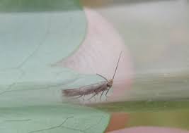 Attēlu rezultāti vaicājumam “Bucculatricidae”