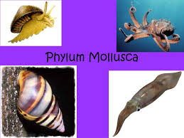 Attēlu rezultāti vaicājumam “Mollusca”