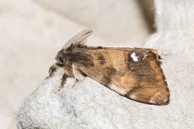 Attēlu rezultāti vaicājumam “Orgyia antiqua imago”