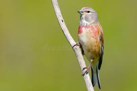 Attēlu rezultāti vaicājumam “Carduelis cannabina male”