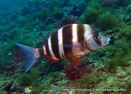 Image result for Diplodus cervinus