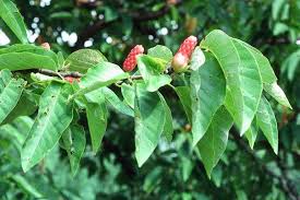 Attēlu rezultāti vaicājumam “Magnolia acuminata fruit”
