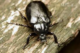 Attēlu rezultāti vaicājumam “Osmoderma barnabita”