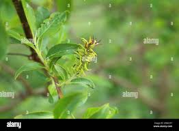 Attēlu rezultāti vaicājumam “Salix myrsinifolia female flower”