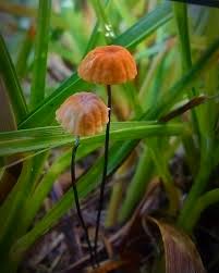 Attēlu rezultāti vaicājumam “Marasmius sp.”