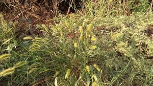 Attēlu rezultāti vaicājumam “Setaria viridis leaf”