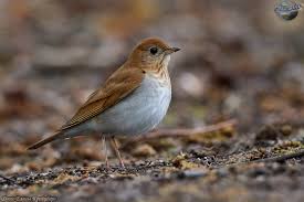 Image result for Catharus fuscescens