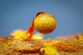 Attēlu rezultāti vaicājumam “Cribraria aurantiaca var. persoonii young”