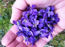 Image result for Veilchen