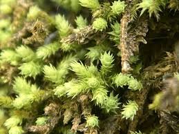 Attēlu rezultāti vaicājumam “Hygroamblystegium varium sporophyte”