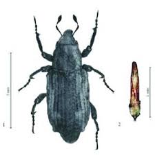 Attēlu rezultāti vaicājumam “Capsus ater imago”