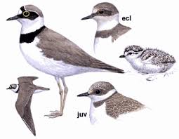 Attēlu rezultāti vaicājumam “Charadrius dubius adult”