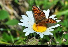 Attēlu rezultāti vaicājumam “Mellicta athalia”