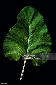 Attēlu rezultāti vaicājumam “Arctium lappa leaf”