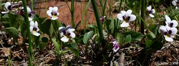 Attēlu rezultāti vaicājumam “Viola collina leaf”