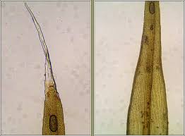 Attēlu rezultāti vaicājumam “Racomitrium heterostichum”
