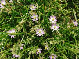 Attēlu rezultāti vaicājumam “Spergularia marina”