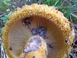 Attēlu rezultāti vaicājumam “Lactarius lygniotus”