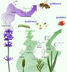 Attēlu rezultāti vaicājumam “Lavandula angustifolia bud”