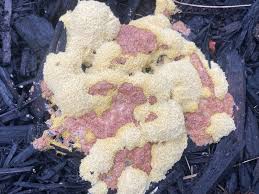 Attēlu rezultāti vaicājumam “Lycogala irregulare young”