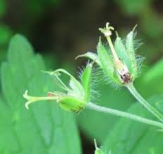 Attēlu rezultāti vaicājumam “Geranium sylvaticum bud”