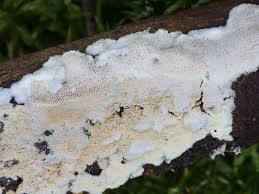 Attēlu rezultāti vaicājumam “Postia rennyi”