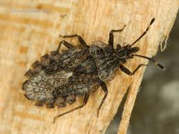 Attēlu rezultāti vaicājumam “Aradus betulae”