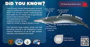 Image result for Balaenoptera omurai