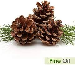 Attēlu rezultāti vaicājumam “Pinus sylvestris fruit”