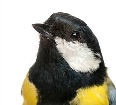 Attēlu rezultāti vaicājumam “Parus major male”