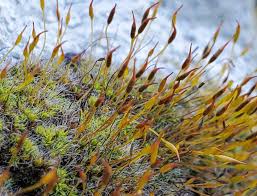 Attēlu rezultāti vaicājumam “Tortula muralis”