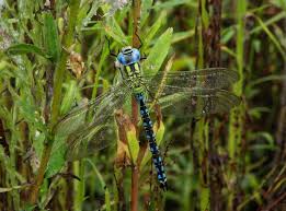 Attēlu rezultāti vaicājumam “Aeshna viridis”